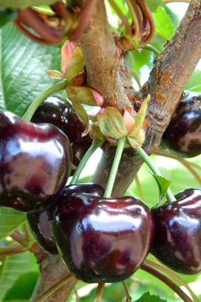 Черешня ‘Бігарро Беккеро’|Prunus avium ‘Bigarreau Becker’|Черешня ‘Бігарро Беккеро’